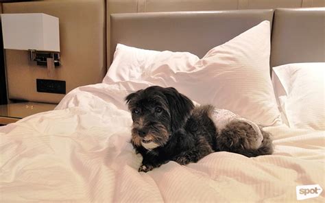 pet friendly hilton|Hilton Manila at Resorts World Manila Is Now Pet.